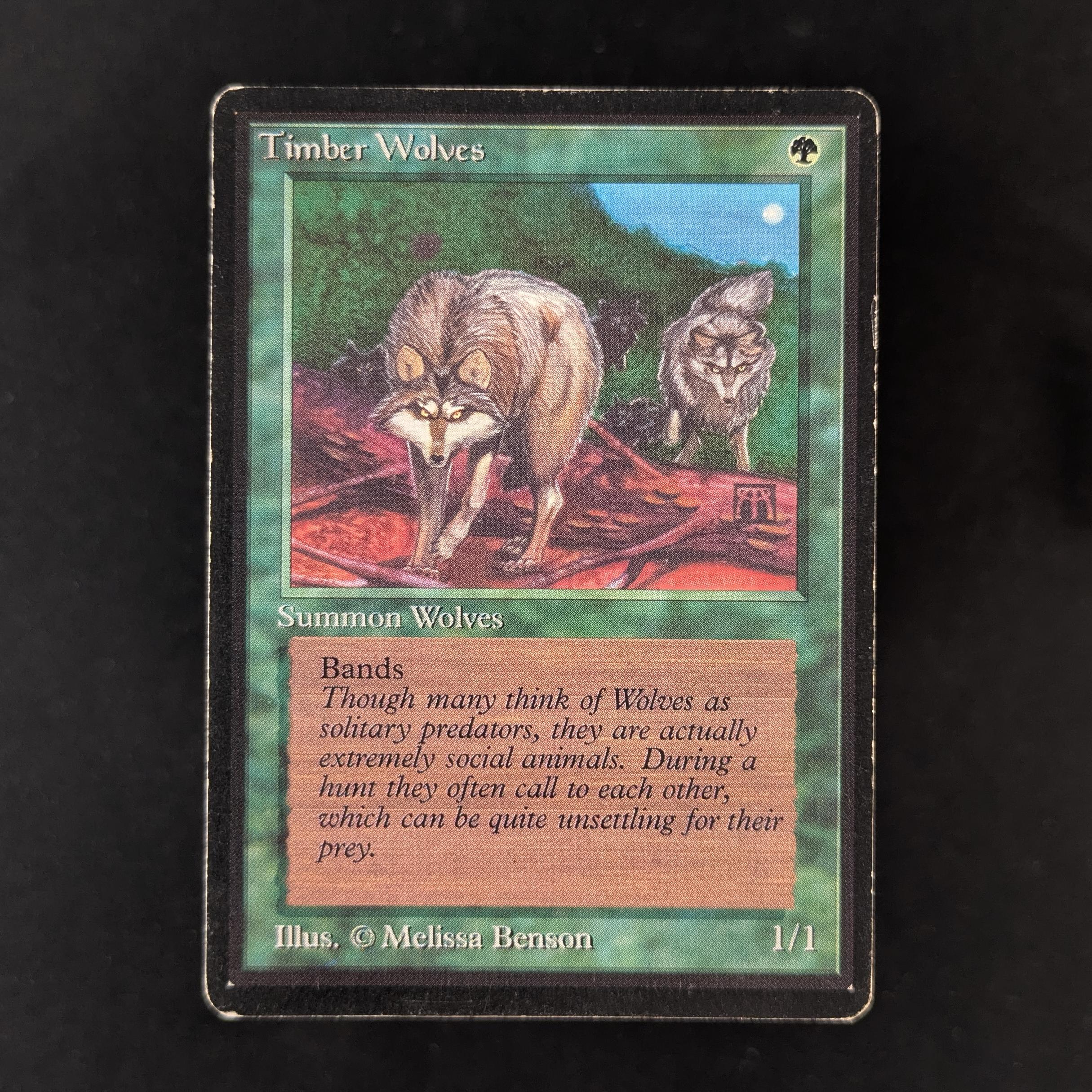 MTG Singles - Timber Wolves - Beta - PL - 32388