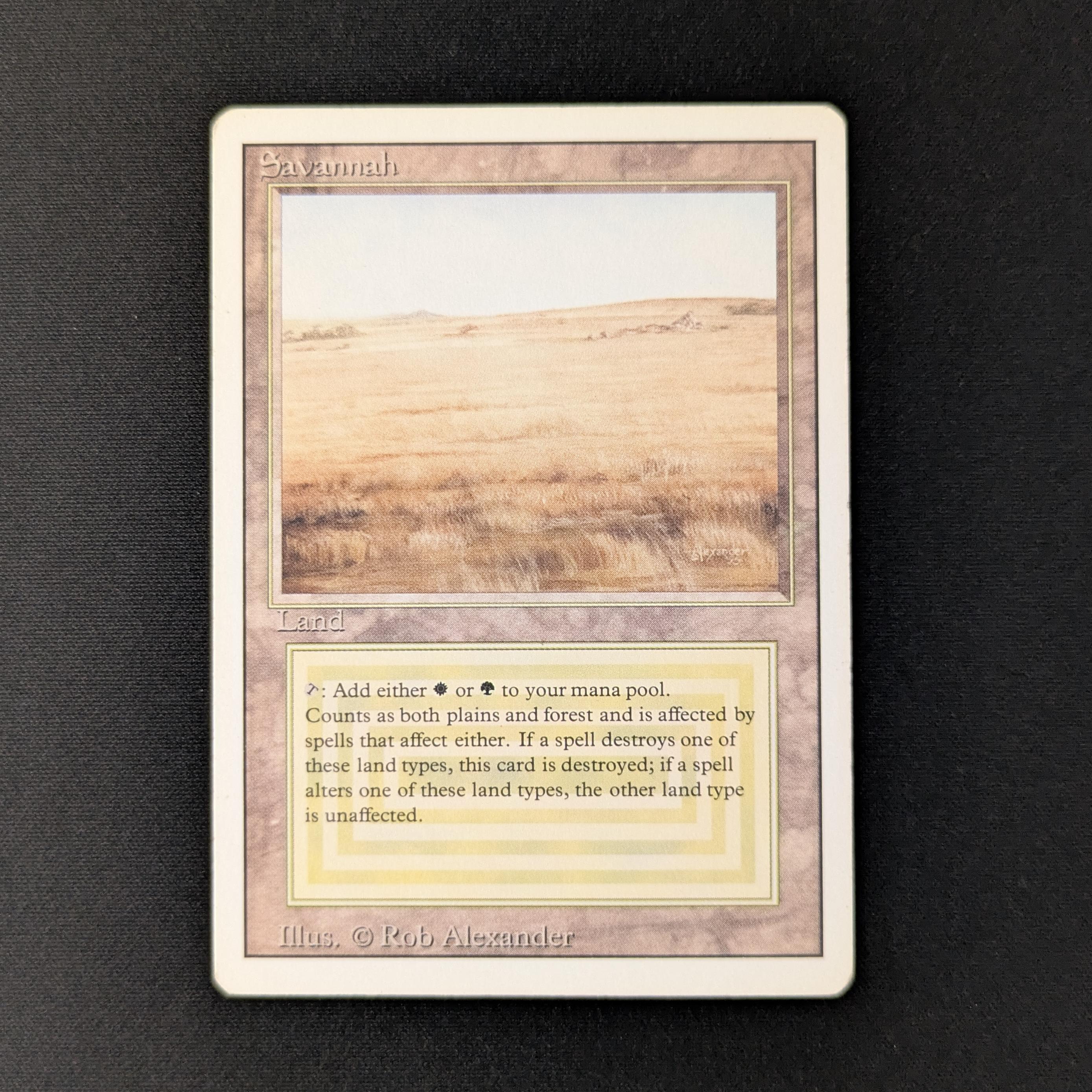 【MTG】Savannah Savannah Lions | 8th Edition | Star City Games