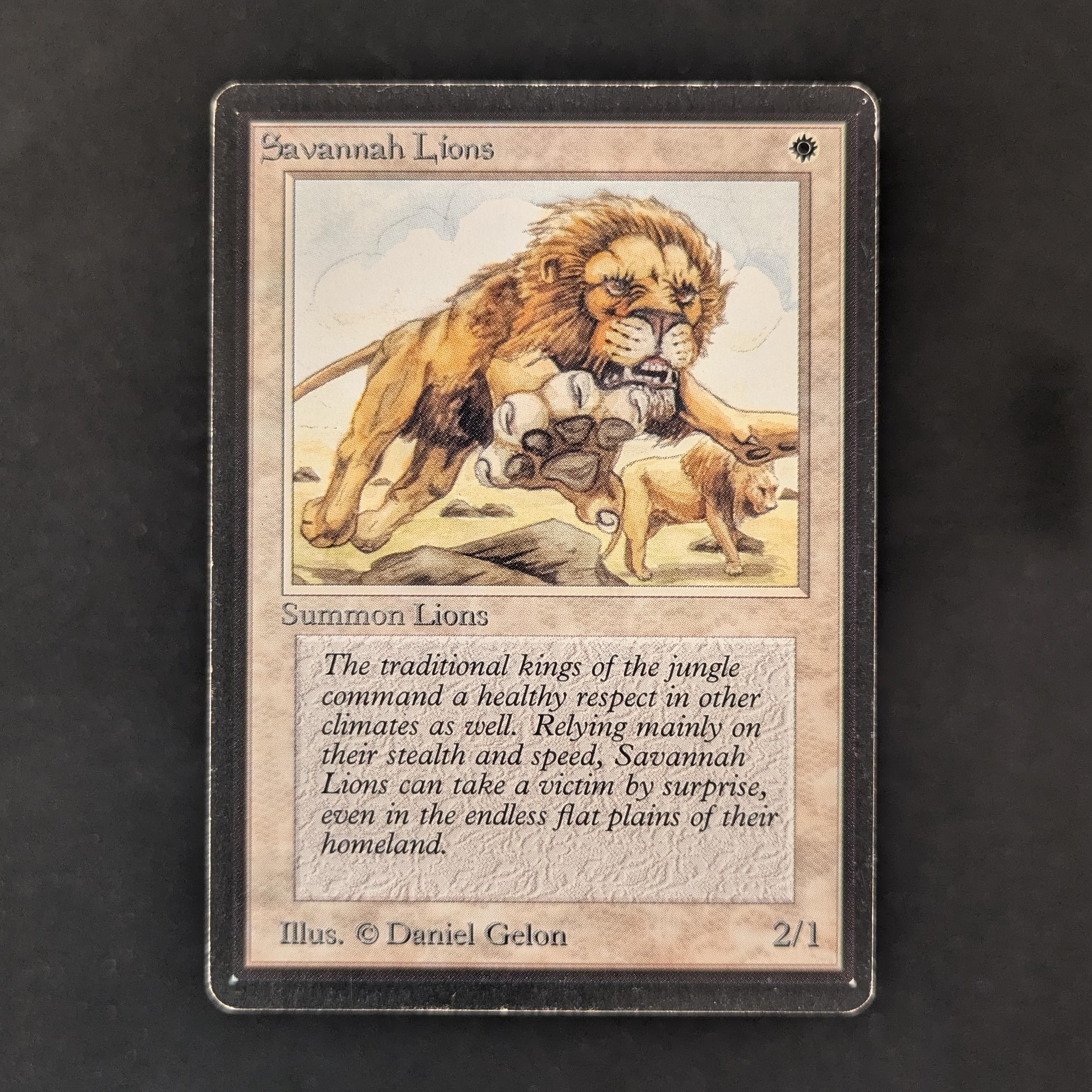 Savannah Lions - Beta