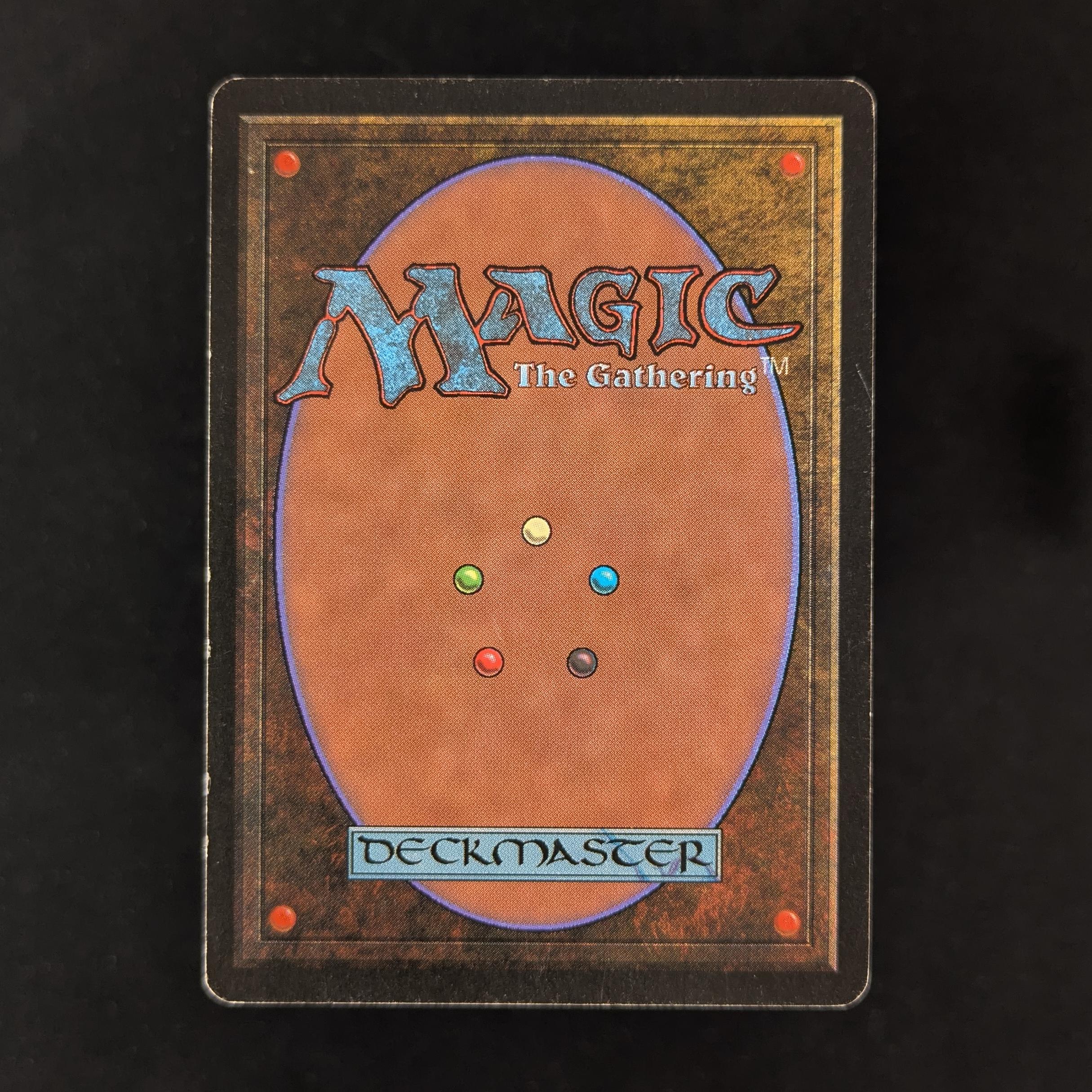 Savannah Lions - Beta