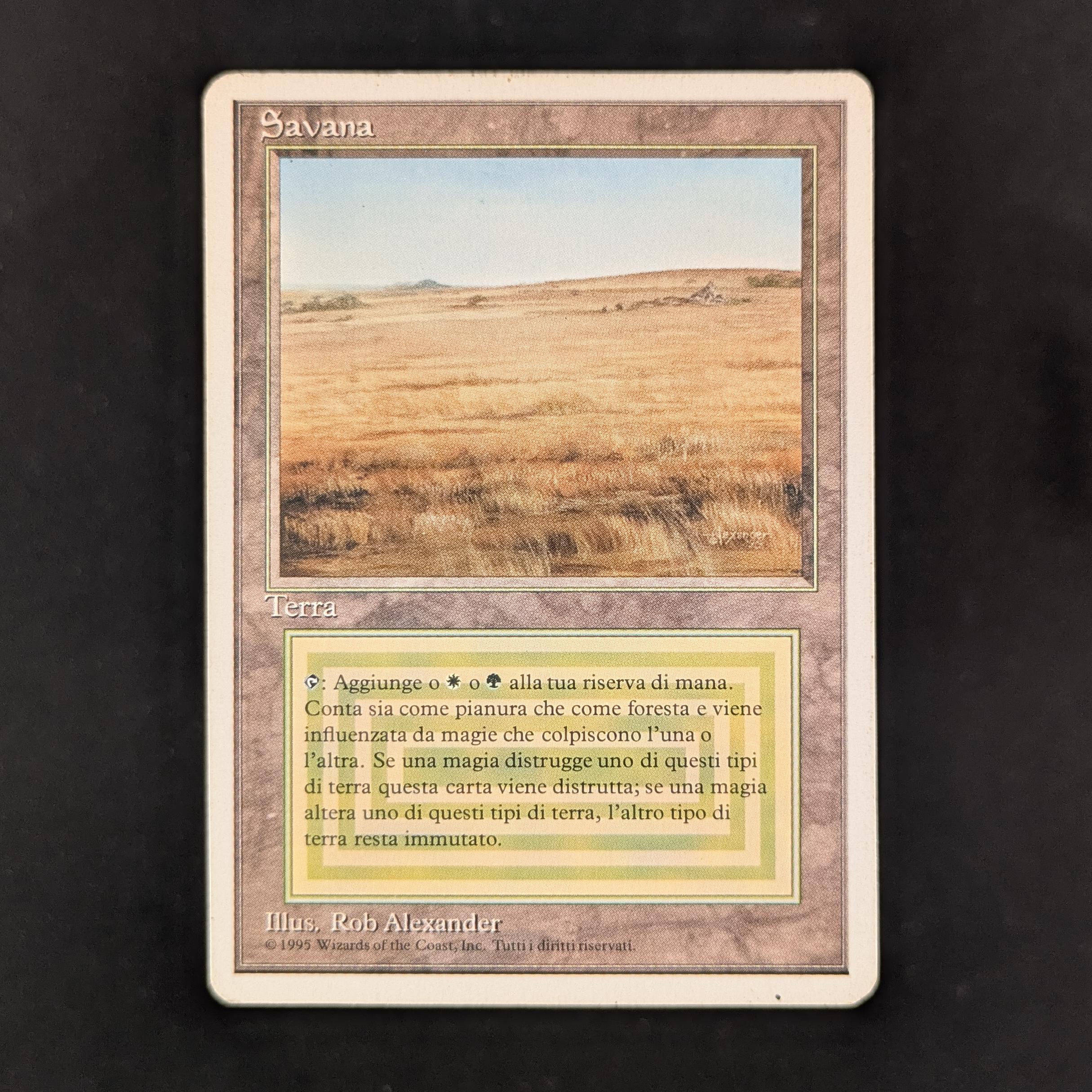 Savannah - Foreign White Bordered